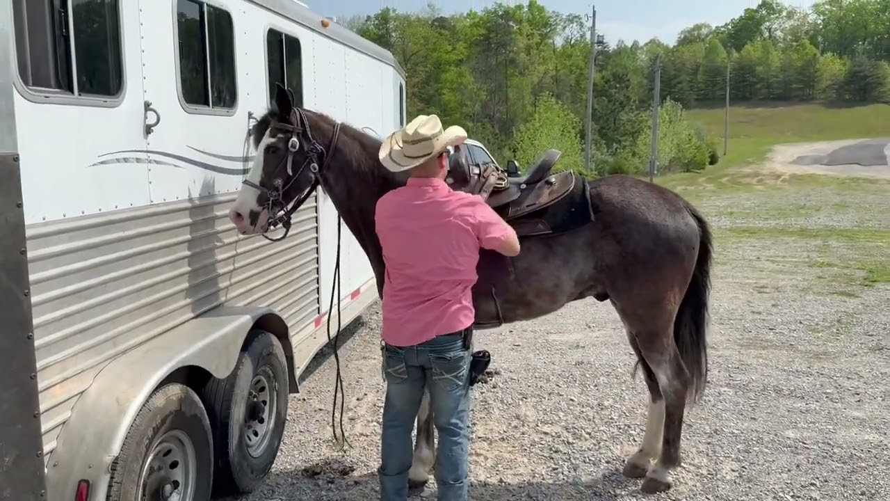 SOLD!!! Smoke  Black Roan Gelding ￼