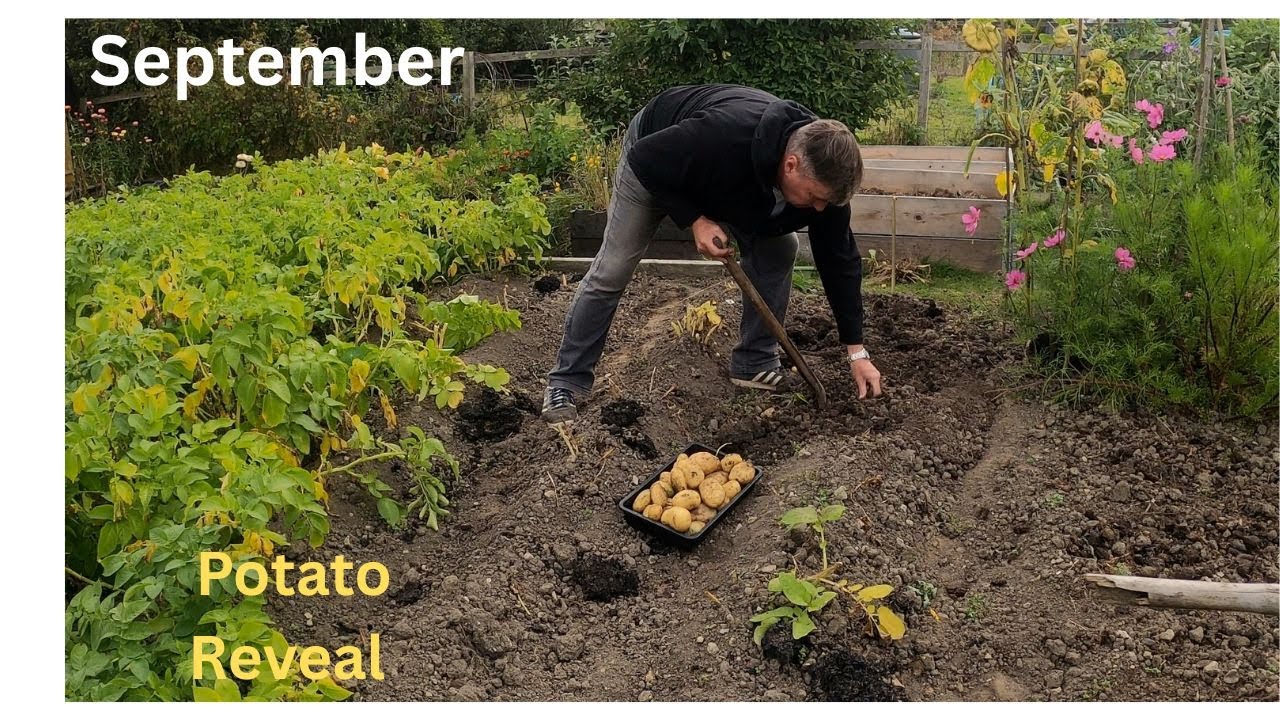 Autumn potato harvest 