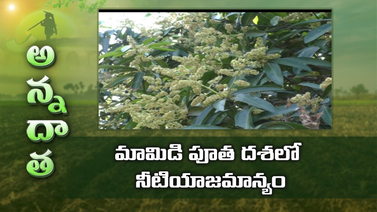 Management of Mango Gardens in Flowering Season | మామిడి పూత దశలో నీటియాజమాన్యం