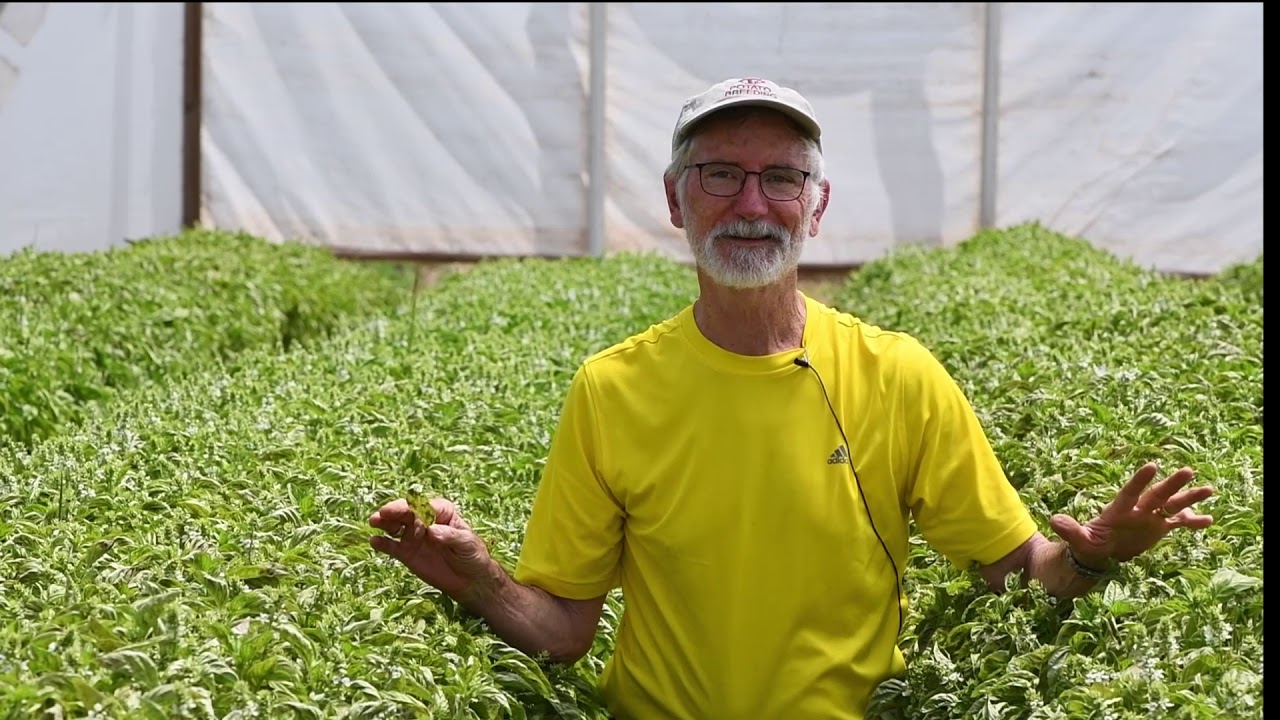 High tunnel seed, vegetable production avoids weather issues