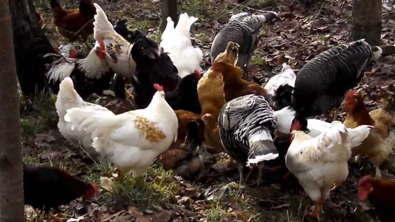 FARM ANIMALS - ANIMALE DOMESTICE - Nature Romania (2)
