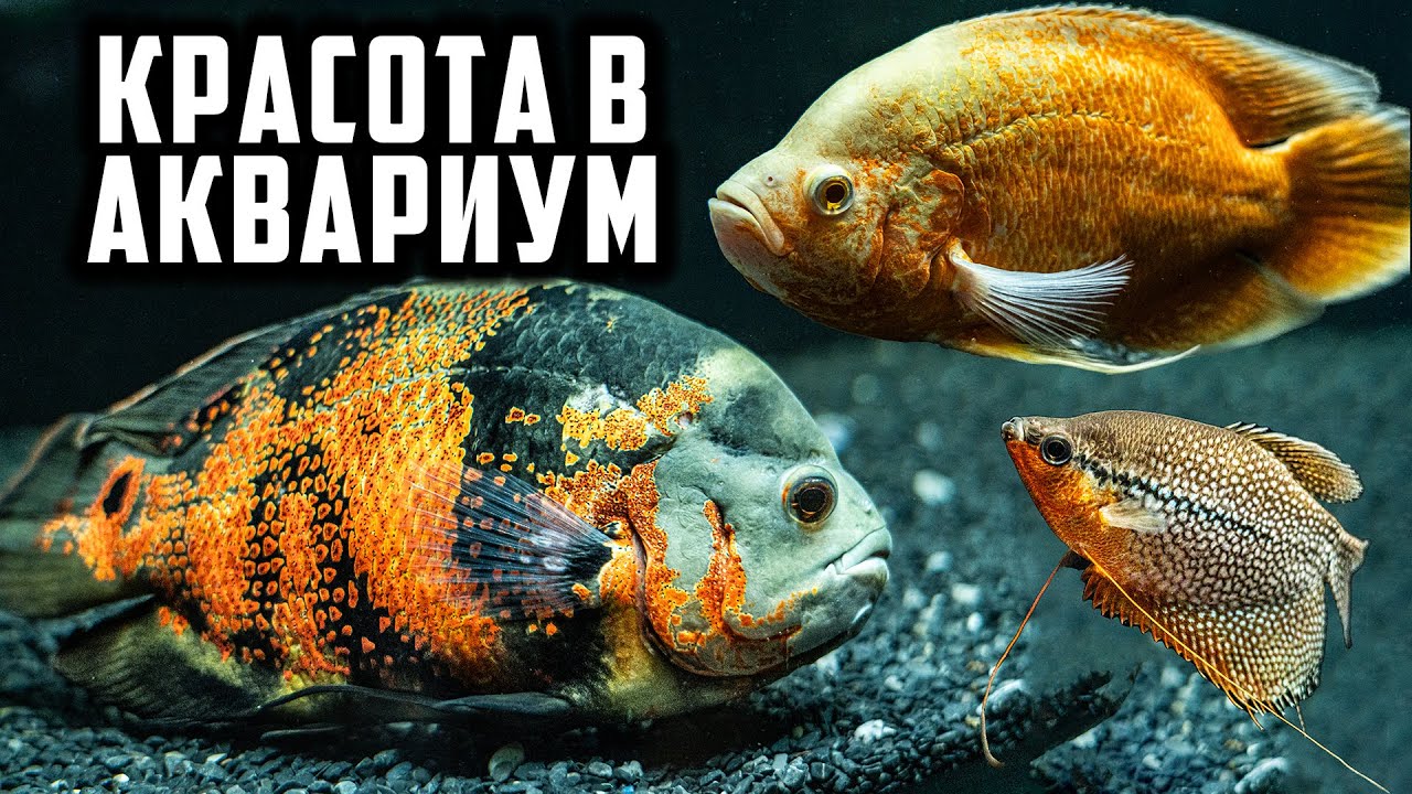 НЕ СИ ВИЖДАЛ ТАКЪВ АКВАРИУМ