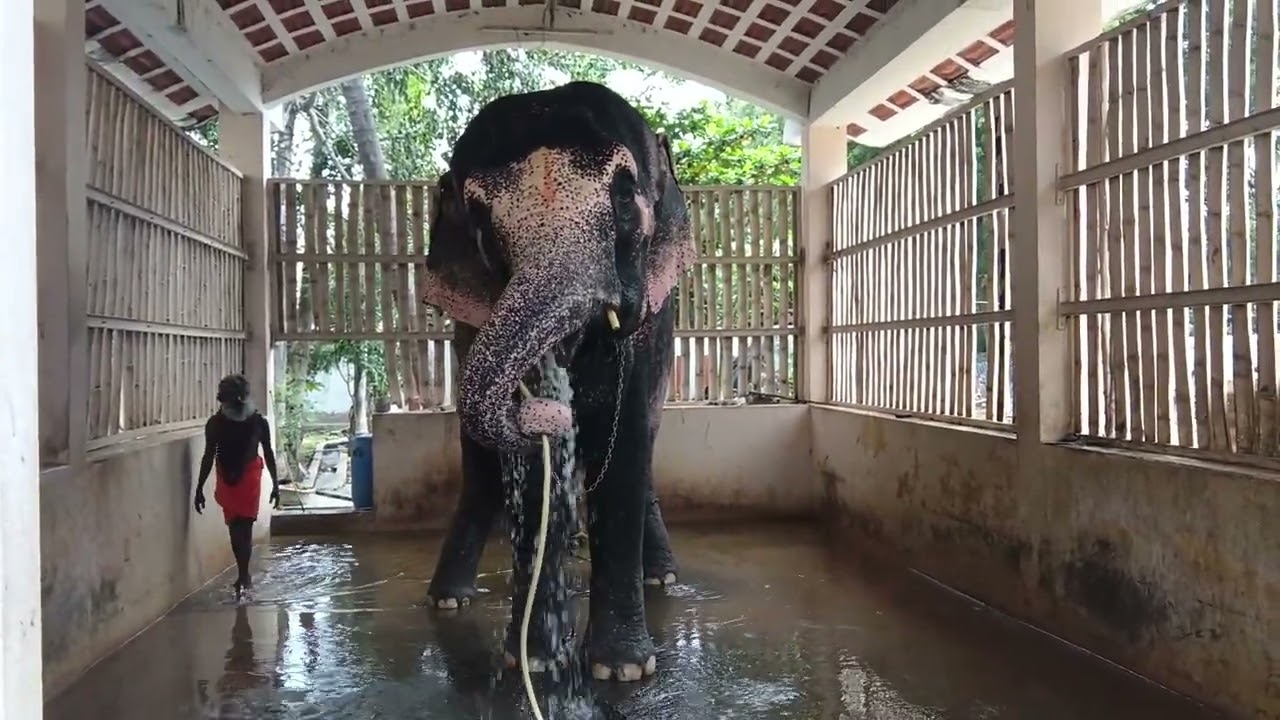 சுந்தரவல்லி யானை காட்சி அரியது