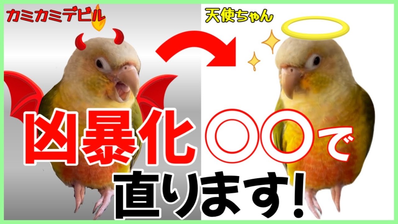 ウロコインコの凶暴化を直すために試してほしい5つの方法！