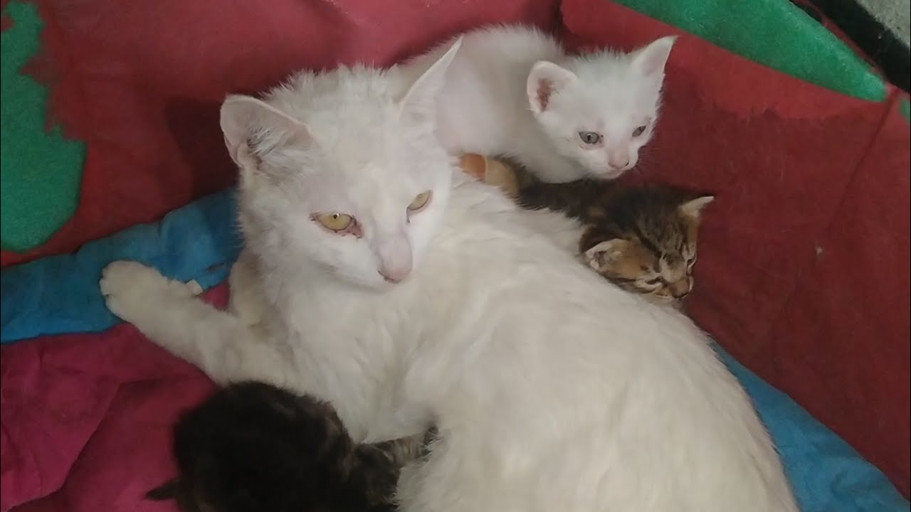 Newborn Kittens Not Much Interested In Bottle Feeding and Prefer Mother’s Milk 🍼🐱