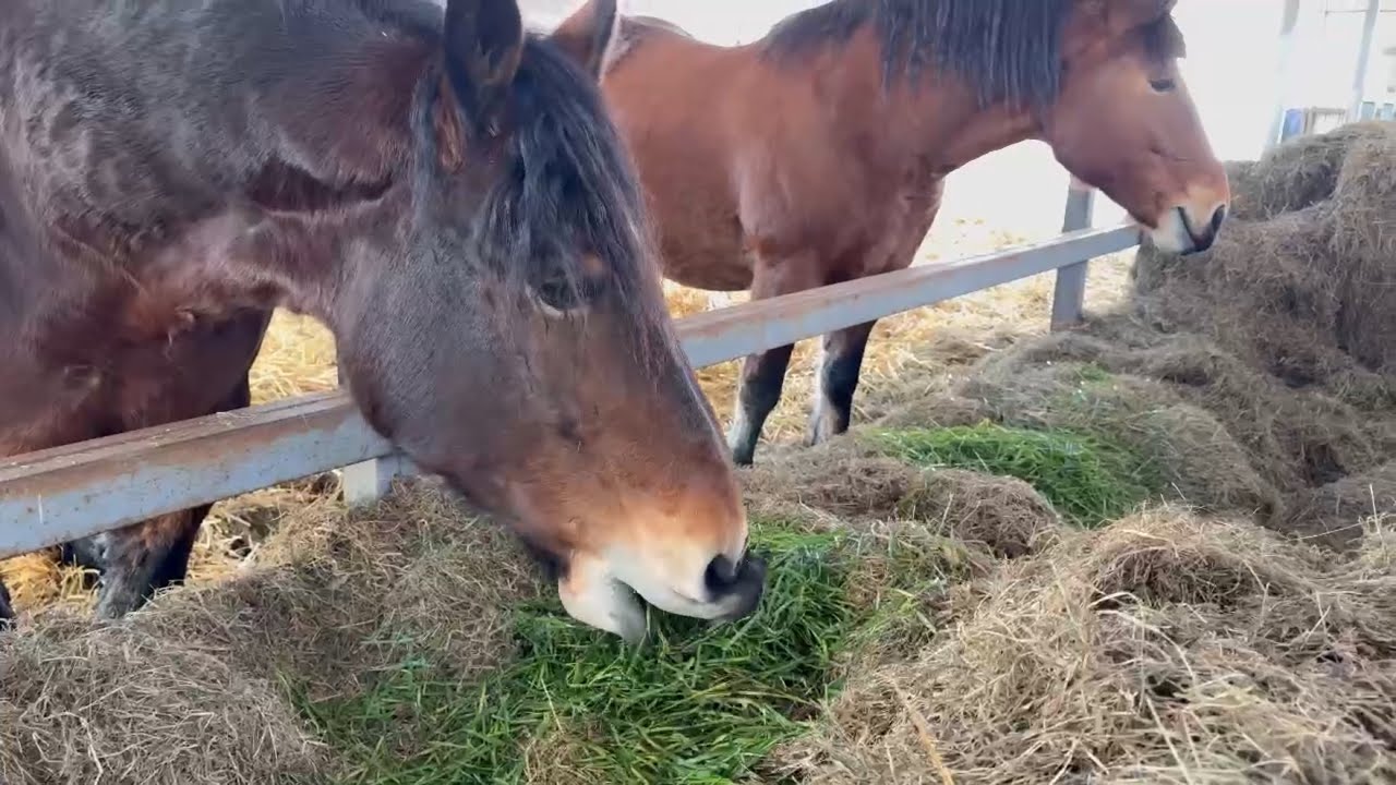 【ばんえい】真冬の北海道で青草食べれました
