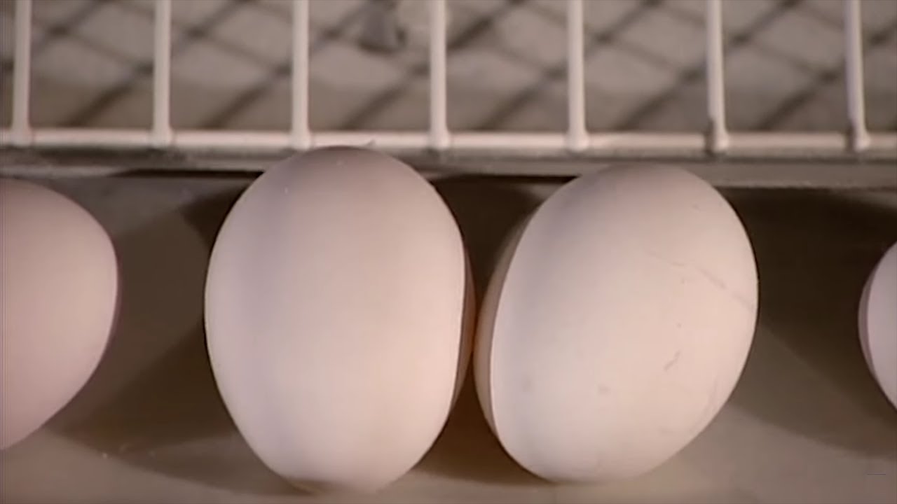 How It's Actually Made - Eggs