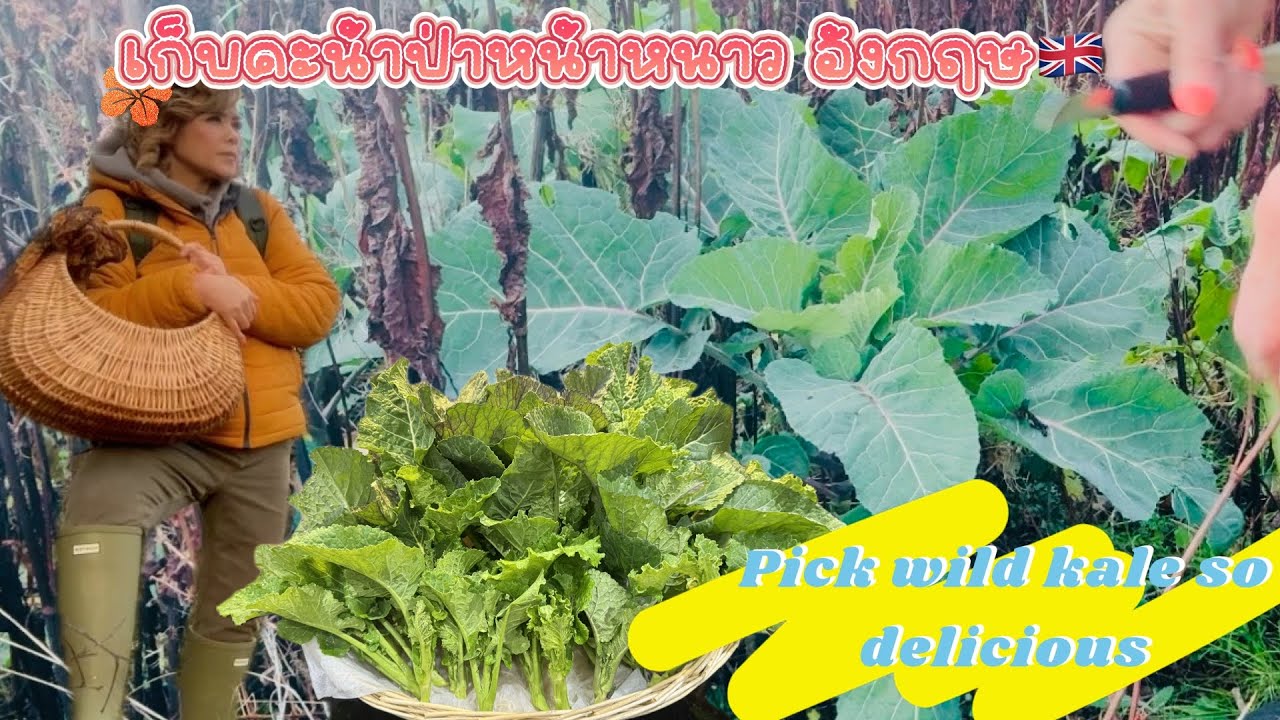 P galaya life in uk เก็บคะน้าป่าหน้าหนาวที่อังกฤษ💚❤️ หวานกรอบฟินสุดๆ🥬Wild free food -wild Kale🥬💚❤️