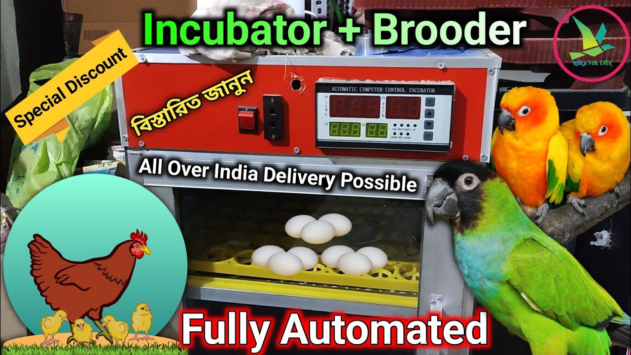 Fully Automated Incubator With Brooder For Exotic Birds🔥Special Discount 🔥 KUILA For EVER