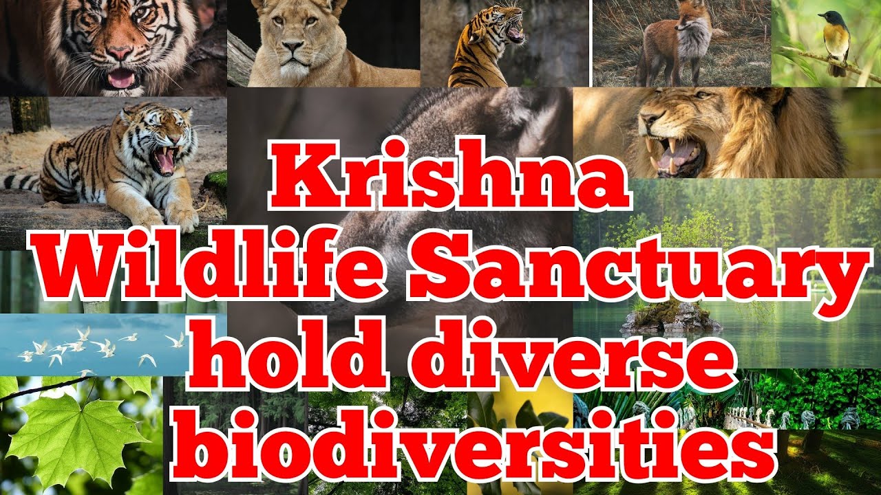 Krishna Wildlife Sanctuary, Krishna District, Andhrapradesh, India.