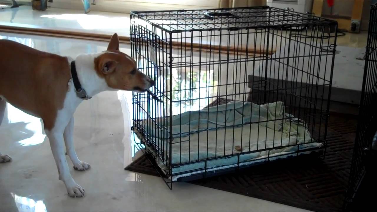 Oscar the Basenji opening a crate to get a treat.