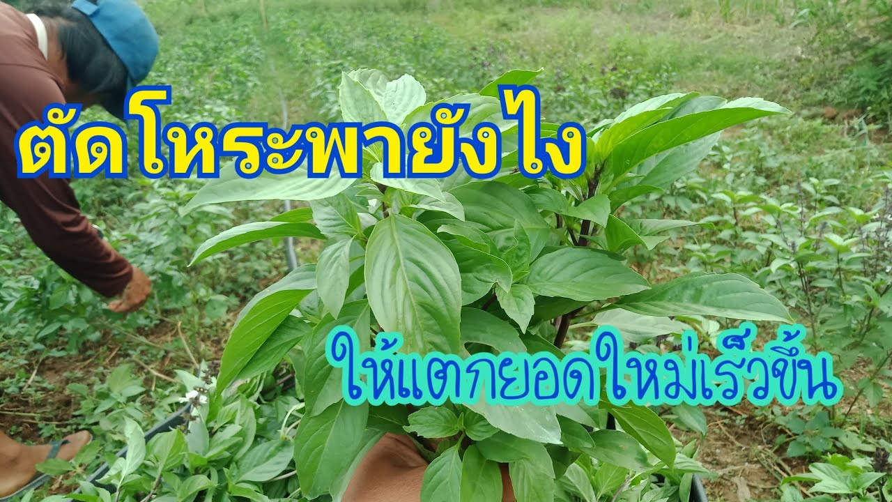 ตัดโหระพา  ยังไงให้แตกยอดใหม่เร็วๆ
