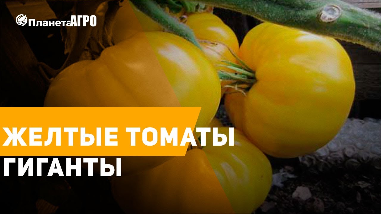 🔸 ЖЕЛТЫЕ ТОМАТЫ ГИГАНТЫ 🍅 Выращивание и уход с 🌿 Планета Агро