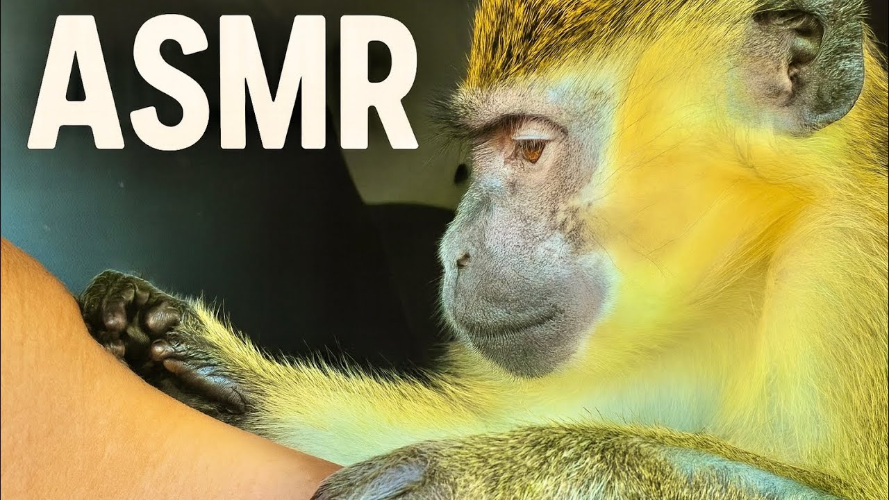 ASMR Monkey Grooming (Amazing Primal Sounds)