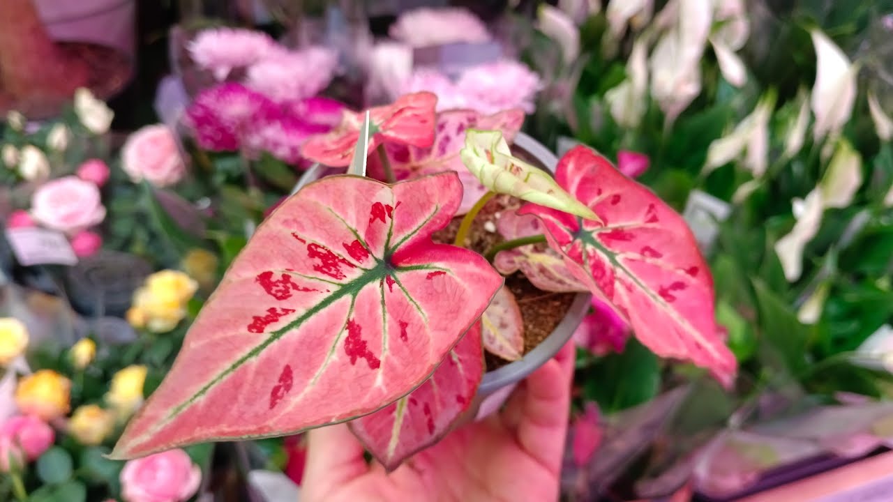 🍃🍁Леруа Мерлен🍂🍃Новый Завоз Цветов🔥❤🔥