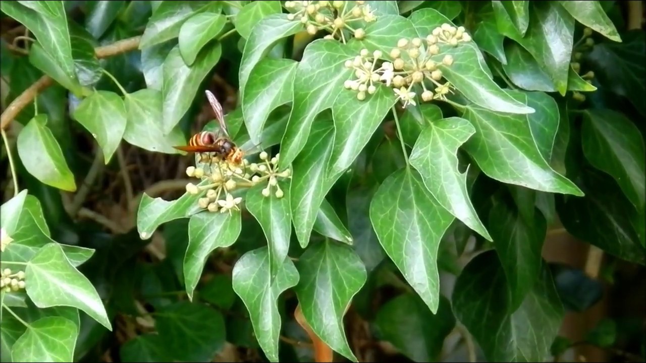スズメバチが毒草のキヅタの花に［藪の危険］