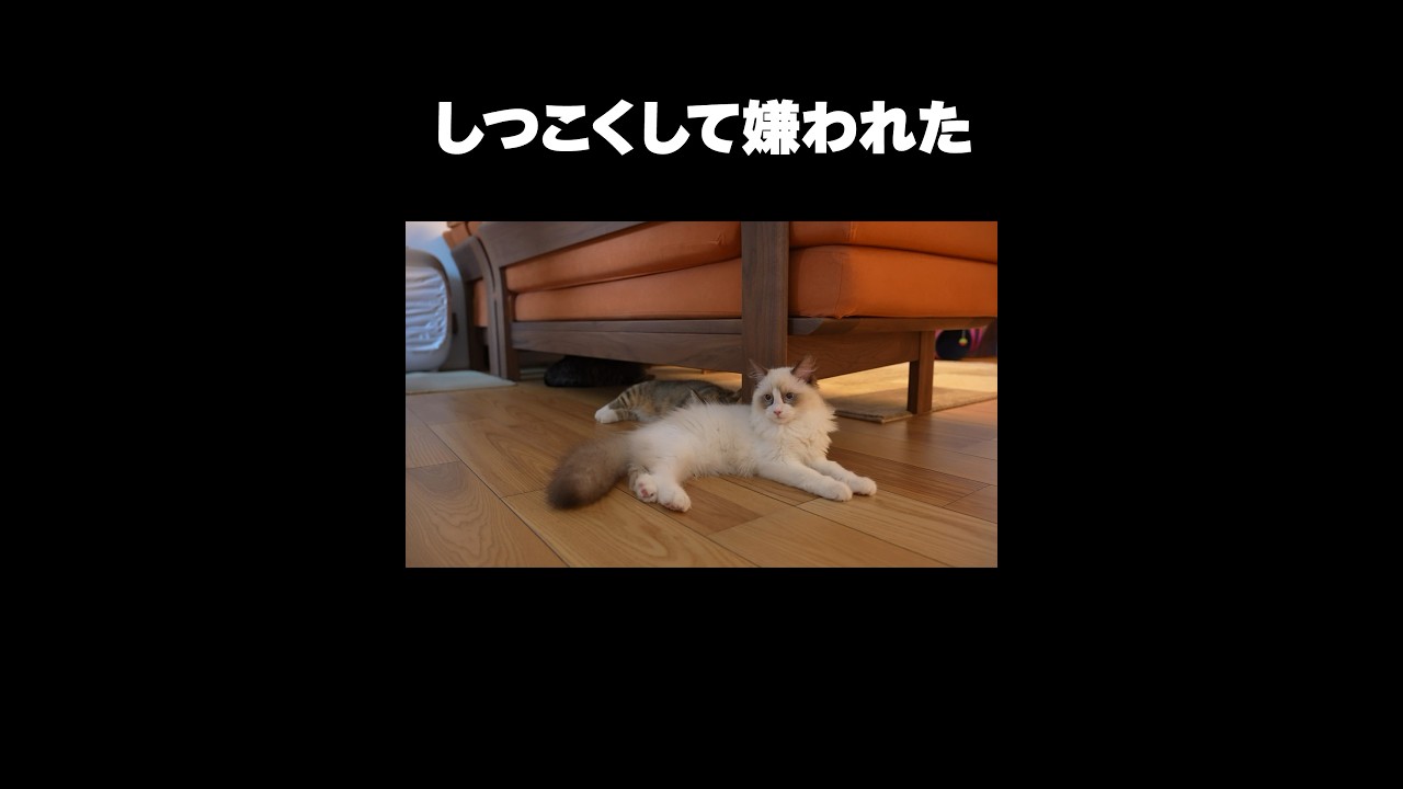 猫にしつこくして嫌われた猫 #shorts  #マンチカン #ラグドール