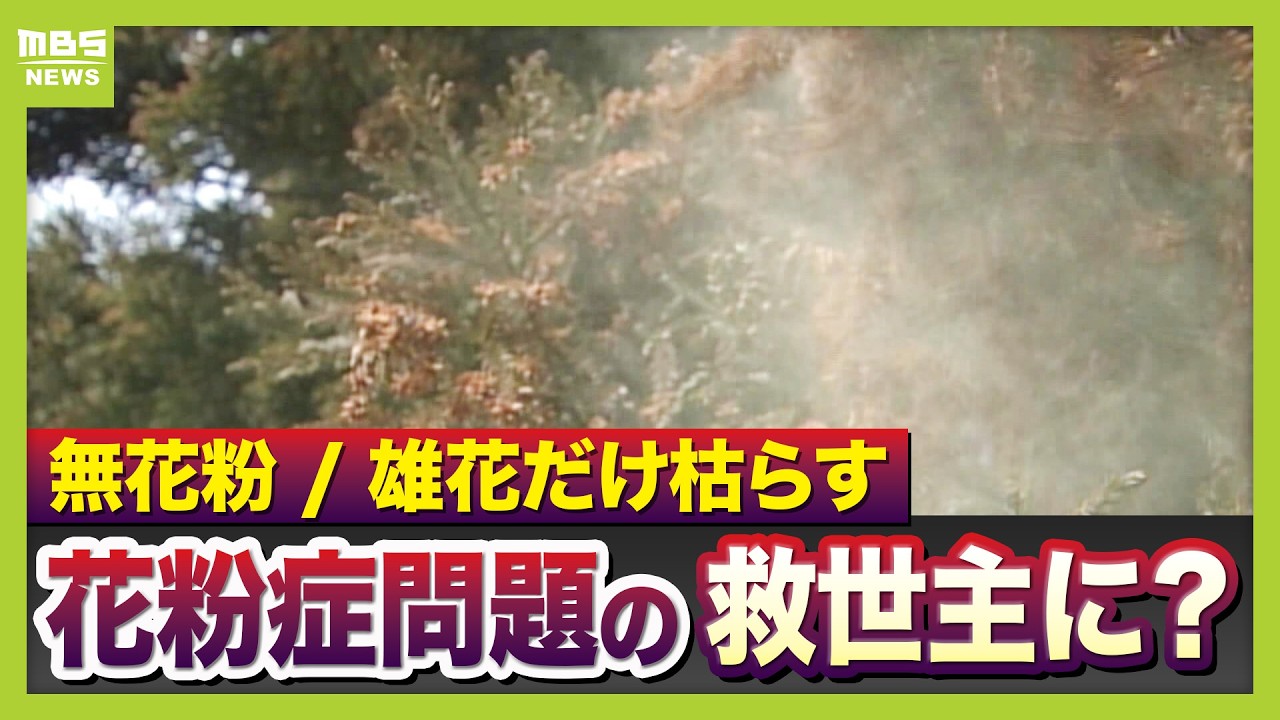 【花粉症シーズンへ】救世主現る？「雄花を枯らし花粉飛ばさない」「無花粉のスギ」実用化なるか　医師に聞く最近の傾向と対策【スギ花粉最新研究】（2026年2月13日）