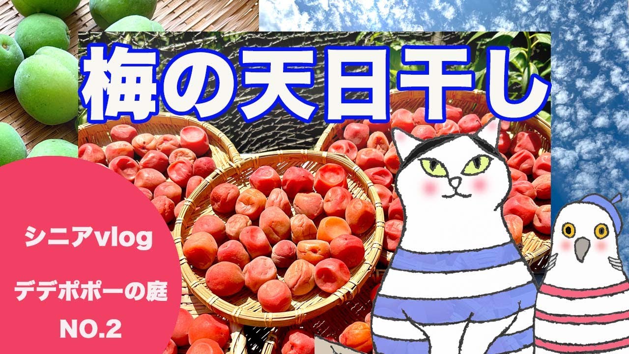 【60代ゆるく愛でる暮しNO.2】梅仕事2025 塩分10％ 6月に漬けた赤紫蘇梅の梅干し完成まで作業を長回しした記録/60代ライフスタイル