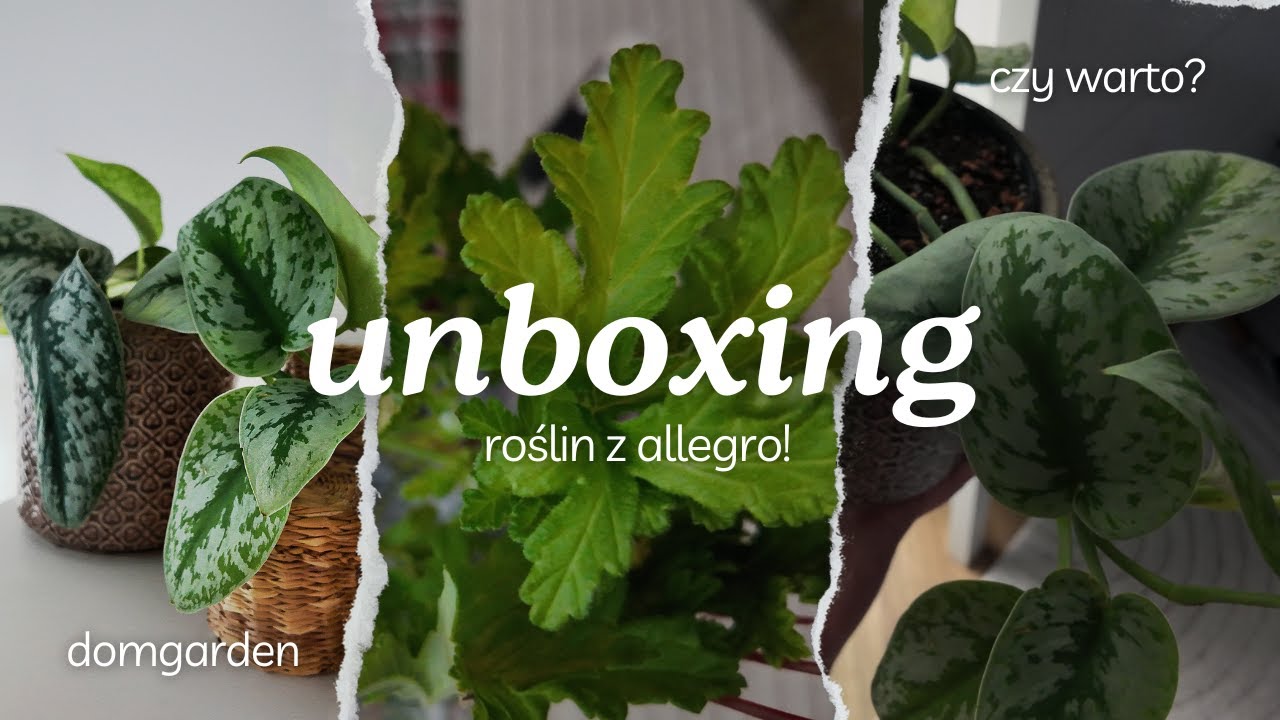 ROŚLINY Z ALLEGRO 🌱 UNBOXING DOMGARDEN🪴SPRAWDŹCIE GDZIE ZAMÓWIĆ PIĘKNE ZWYKLACZKI