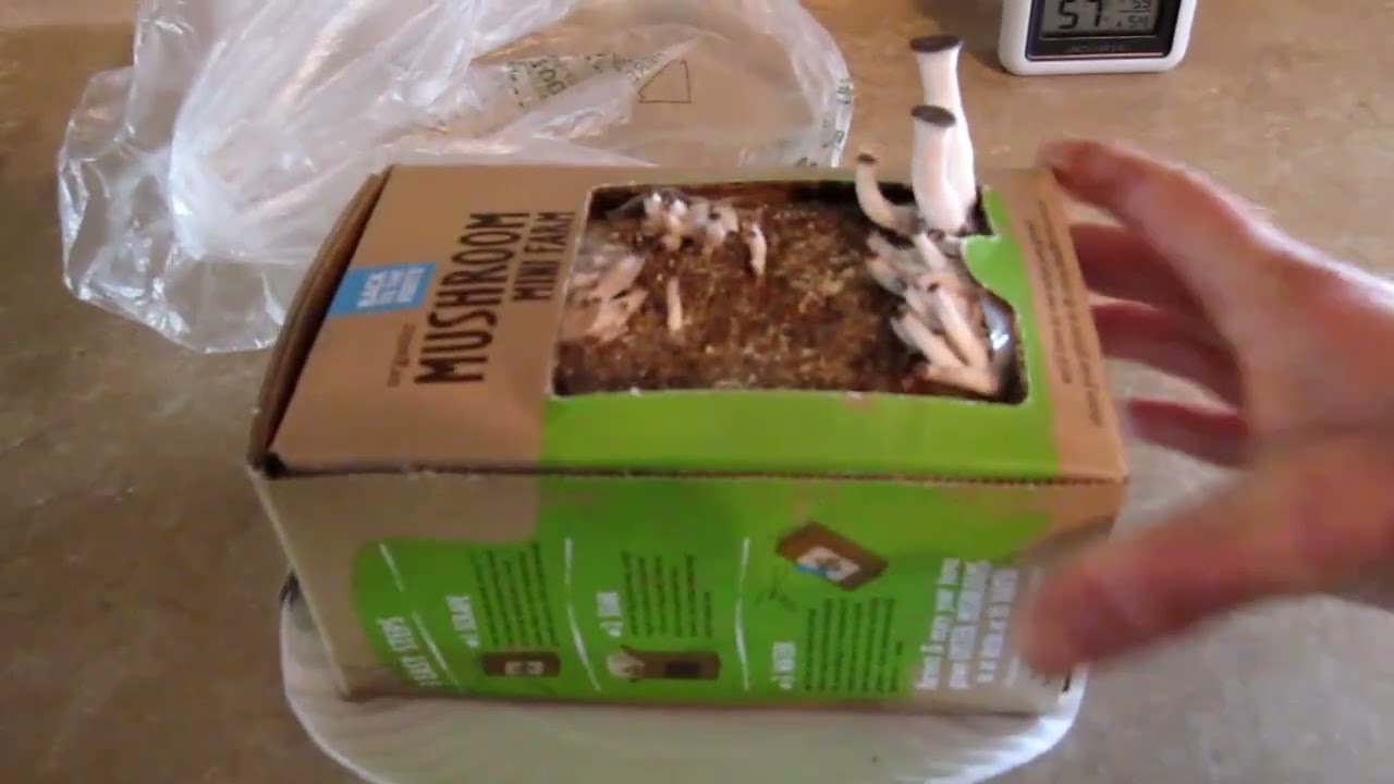 BTTR Organic Mushroom Kit