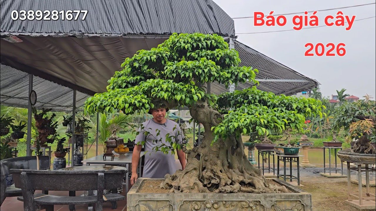Cập nhật giá cây cảnh 2026 !. Báo giá công khai 