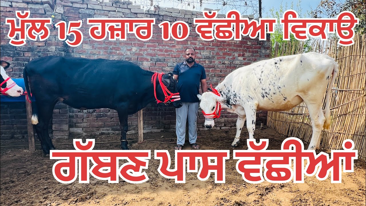 ਮੁੱਲ 15 ਹਜ਼ਾਰ 🔥10 ਵੱਛੀਆ ਵਿਕਾਉ 🔥 ਗੱਬਣ ਪਾਸ ਤੇ ਖਾਲੀ ਵੱਛੀਆਂ-10 heifer for sale #brardairyfarmmoga 