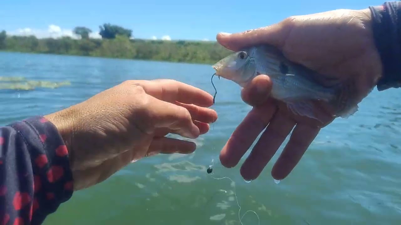 Pesca raíz de lambari no rio dourado em Lins sp