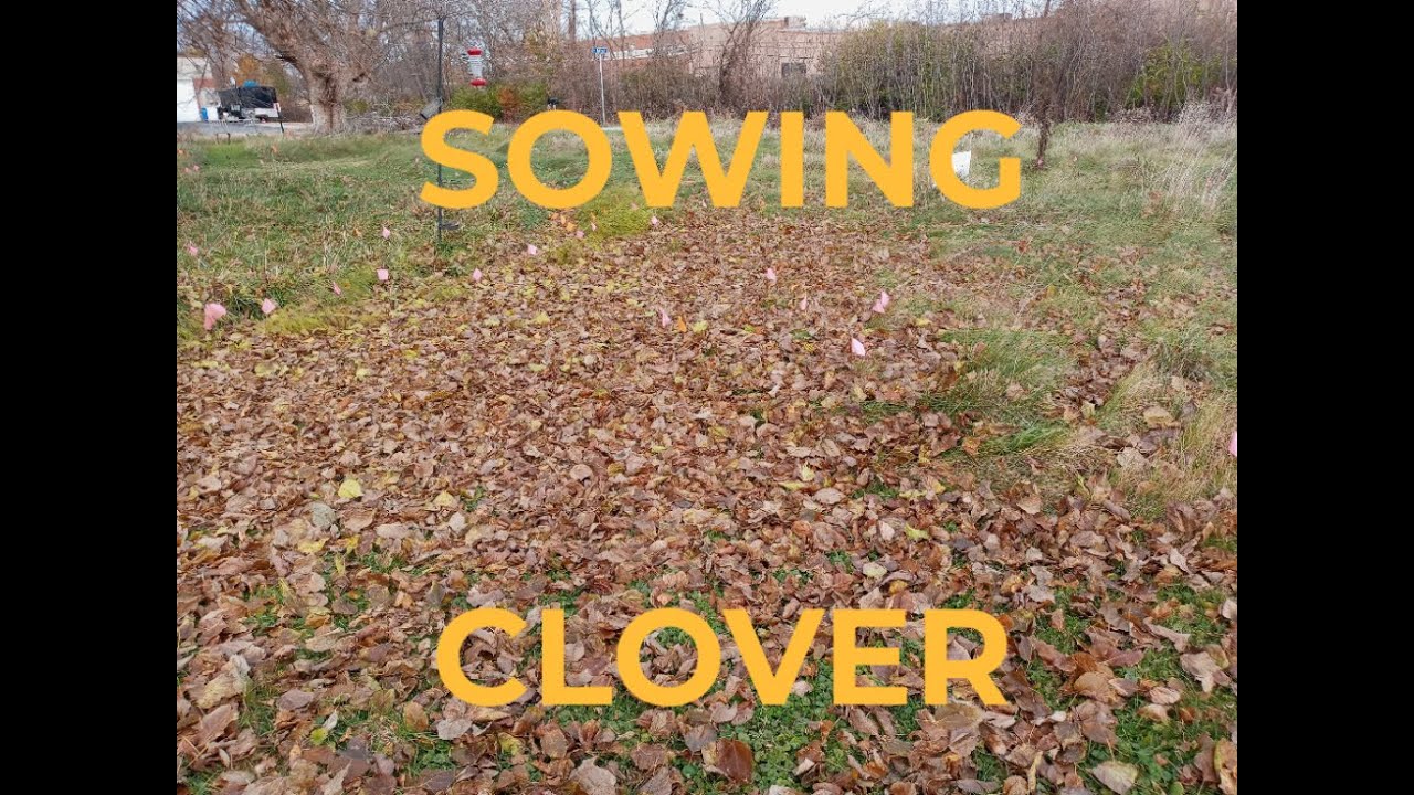 Using Fall Leaves to Over Sow Clover into Pathways