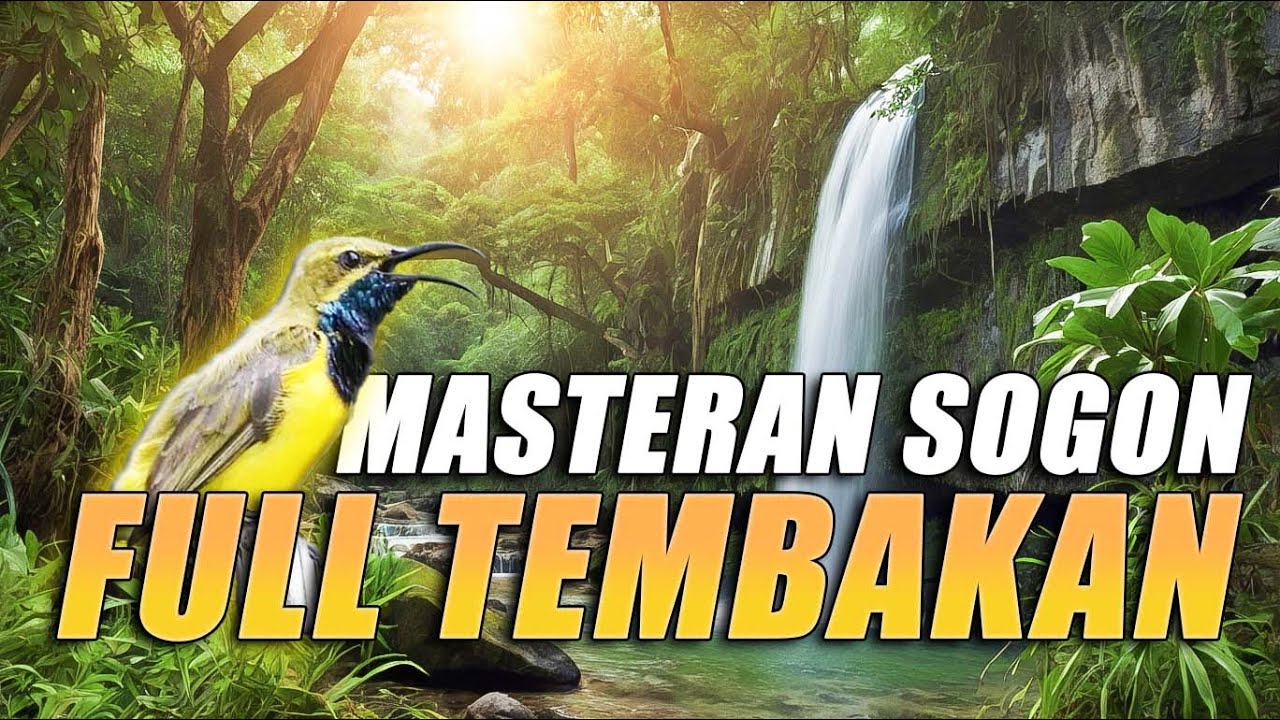 #11 MASTERAN SOGON FULL TEMBAKAN - MUDAH DITIRU UNTUK BURUNG BAHAN DAN TROTOL!