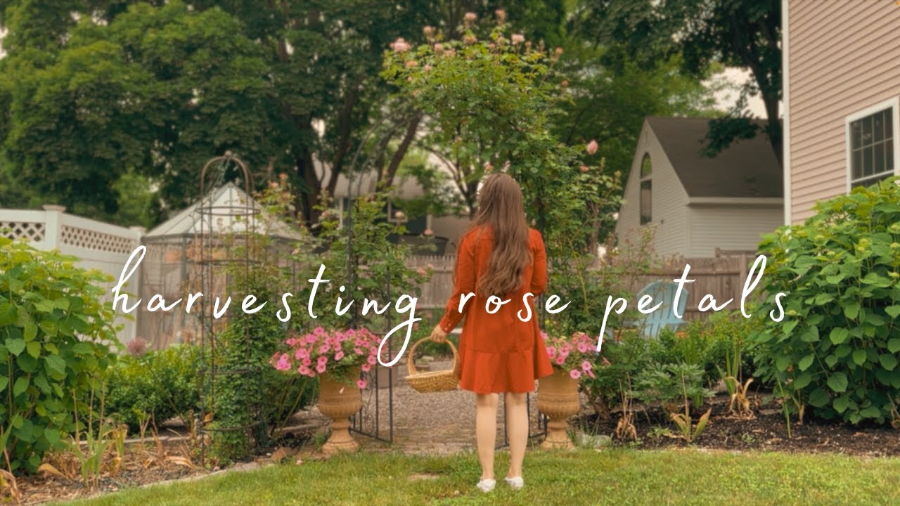 harvesting the most beautiful rose petals | DIY Rose Toner | Handmade Soap | Slow Gardening