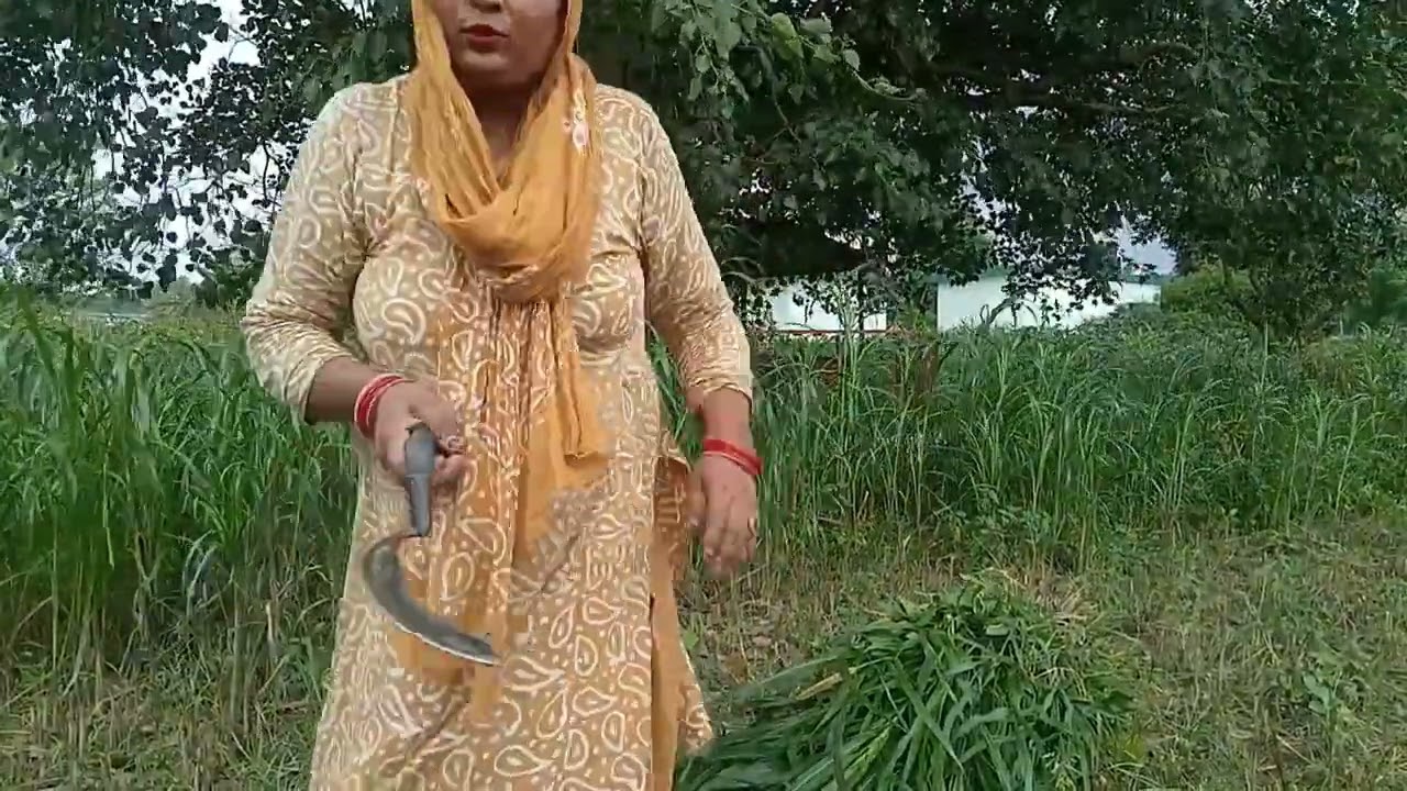 Ket me ghas katne gai 🌿🌾🌱 