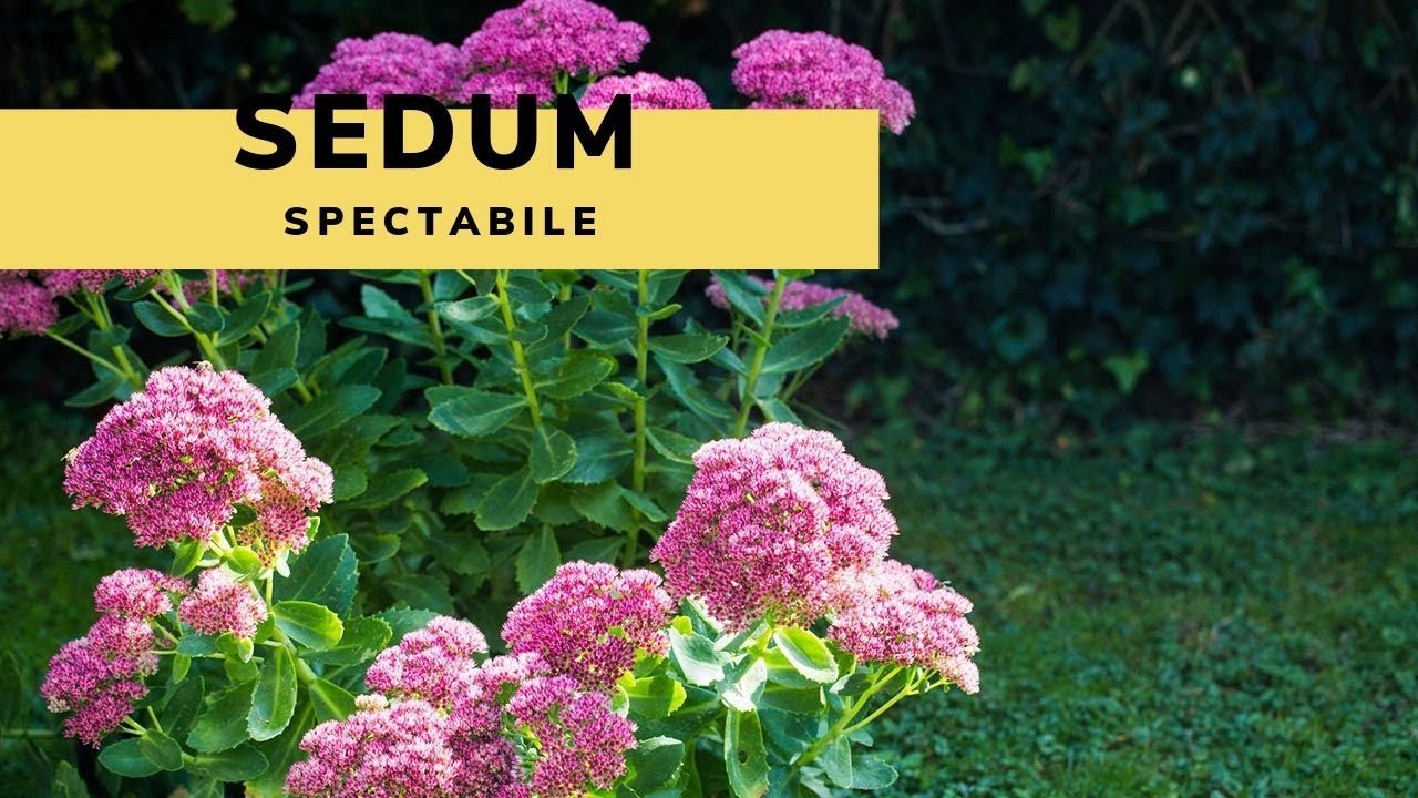 El Sedum spectabile o sedum de otoño - Decogarden - Jardinatis
