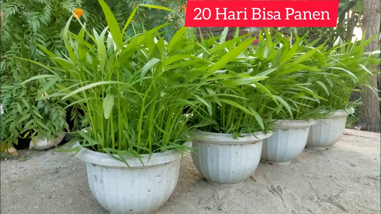 20 Hari Bisa Panen, Cara Menanam Kangkung Dalam Pot dari Biji