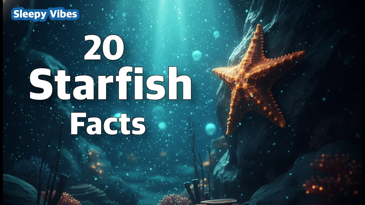 Relaxing Facts About Sea Stars (Starfish) to Relax and Unwind To | Sleep Vibes