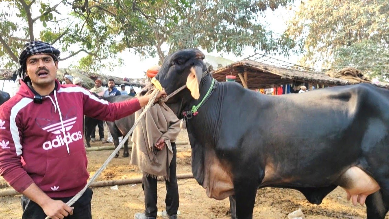 मझवारी पशु मंडी में दिखी एक से बढ़कर एक दुधारू गाय  | Majhwari Pashu Mandi 2025