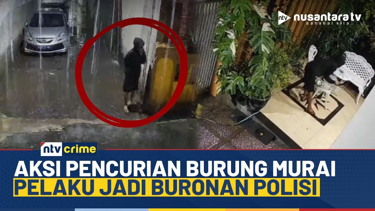 Terekam CCTV! Aksi Pencurian Burung Murai di Bekasi, Pelaku Masih Buron Polisi | NTV CRIME