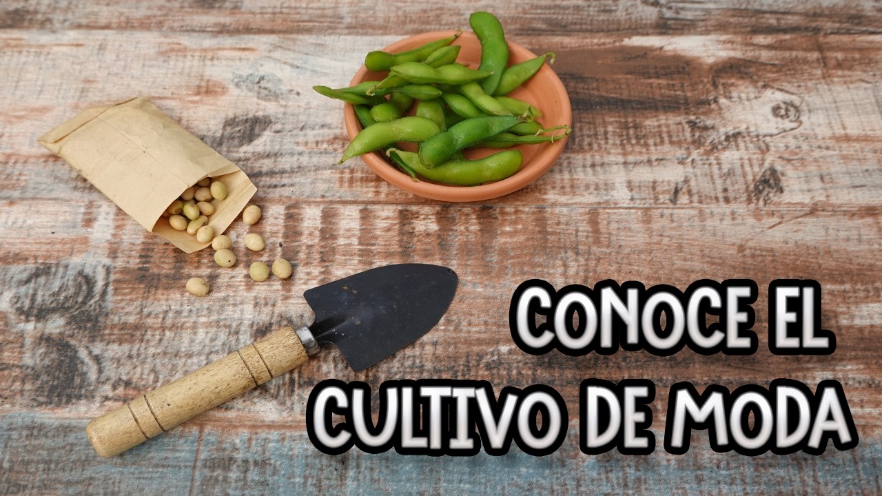 Como Y Cuando Sembrar Y Plantar Edamame - DESCUBRE EL CULTIVO DE MODA || La Huertina De Toni
