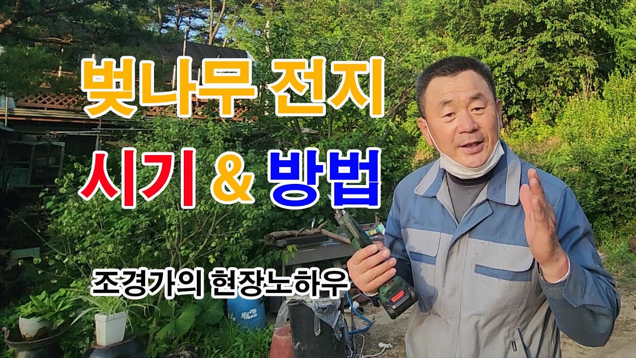 벚나무 정지전정 하는 시기와 이유 그리고 전지방법 #automobile #귀농 #귀농귀촌 #farming #조경과구들장 #귀촌 #귀촌생활 #diy #노하우