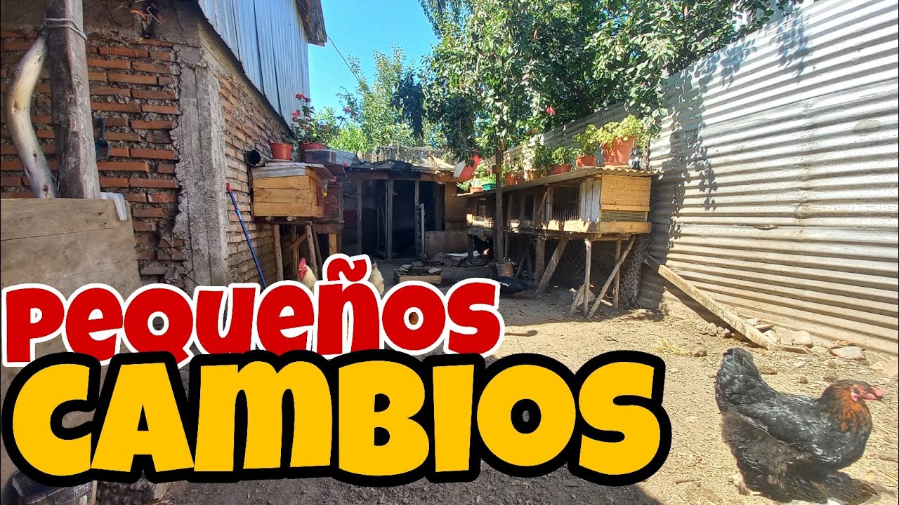 Pequeñas modificaciones en el patio para el nuevo gallinero y como día Domingo no falta que hacer 😅