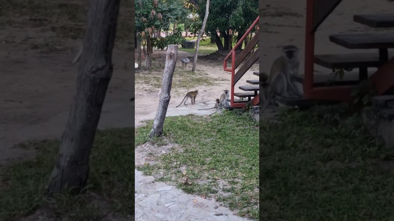 Все заняты делом #africa #chaminuka #realafrica #monkey