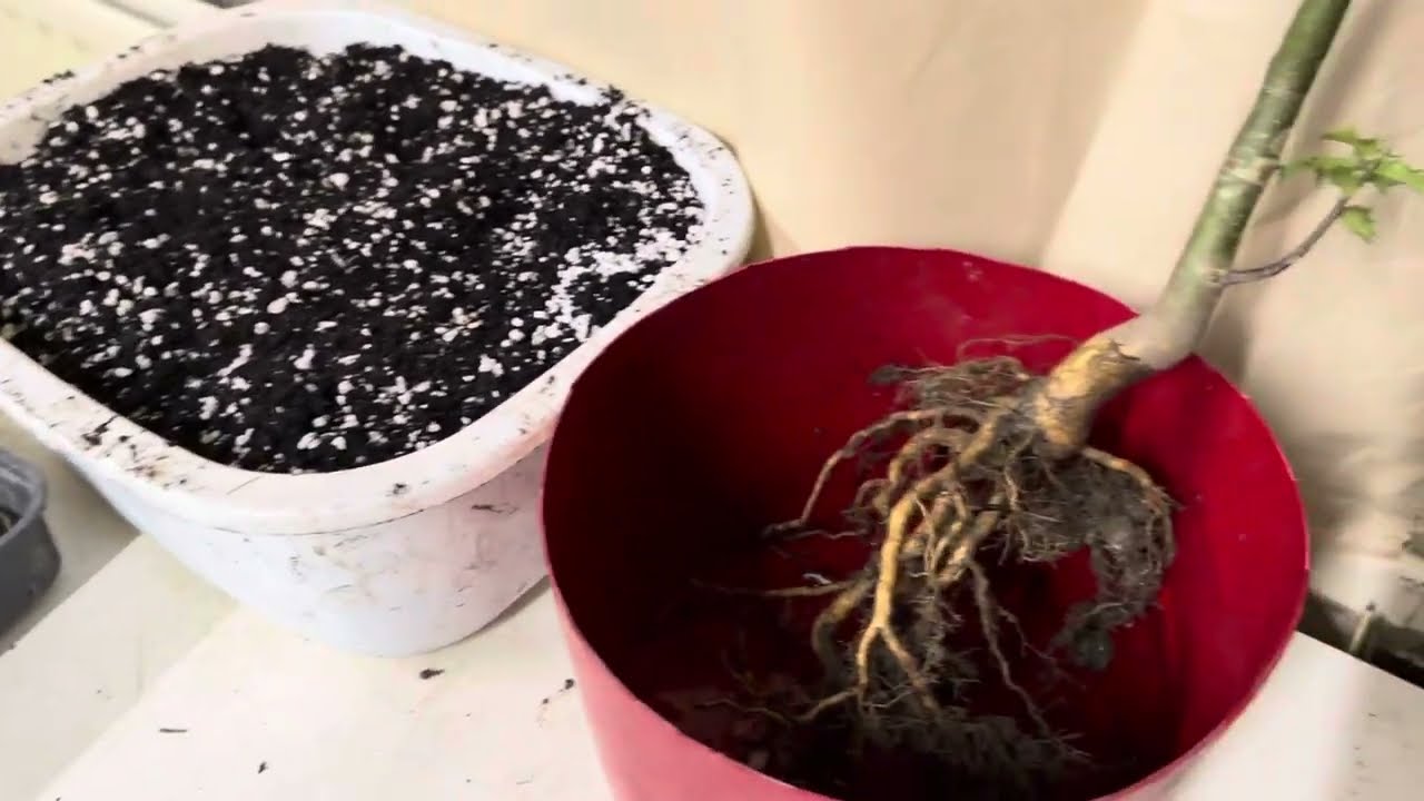 Collected Holly Tree potted up for Bonsai