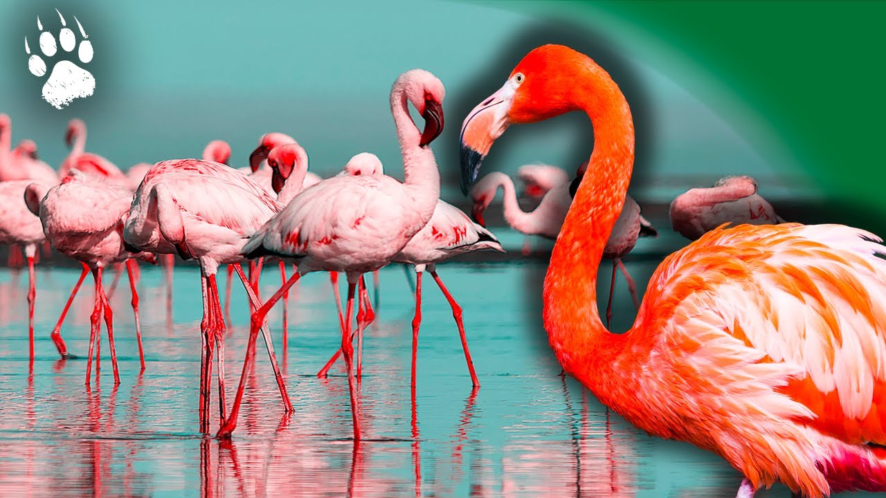 L’étrange beauté du FLAMANT ROSE ⎮ Origines, symboles, mystères ⎮ Documentaire animalier - AT