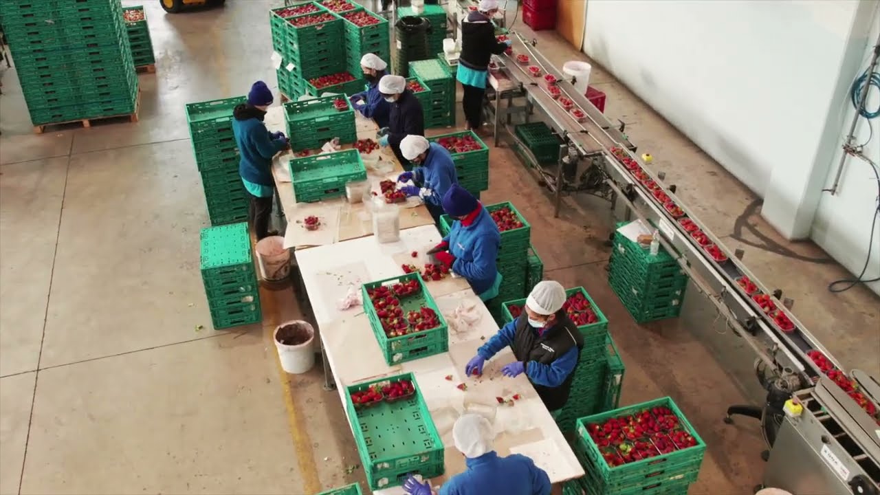 Video Stabilimento Antonelli Fabio SRL - Gambettola