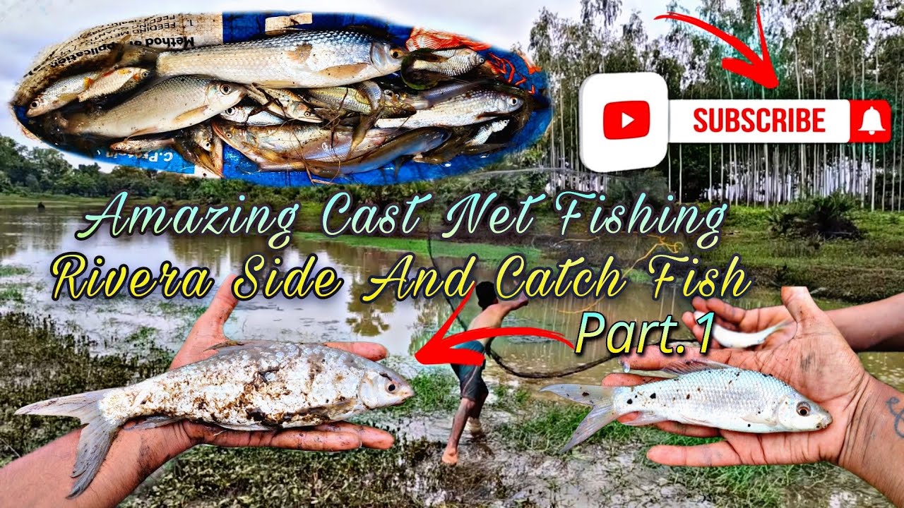 Amazing Cast Net Fishing River Side And Catching Fish || Fishing Video || Fishing vlog Adventures