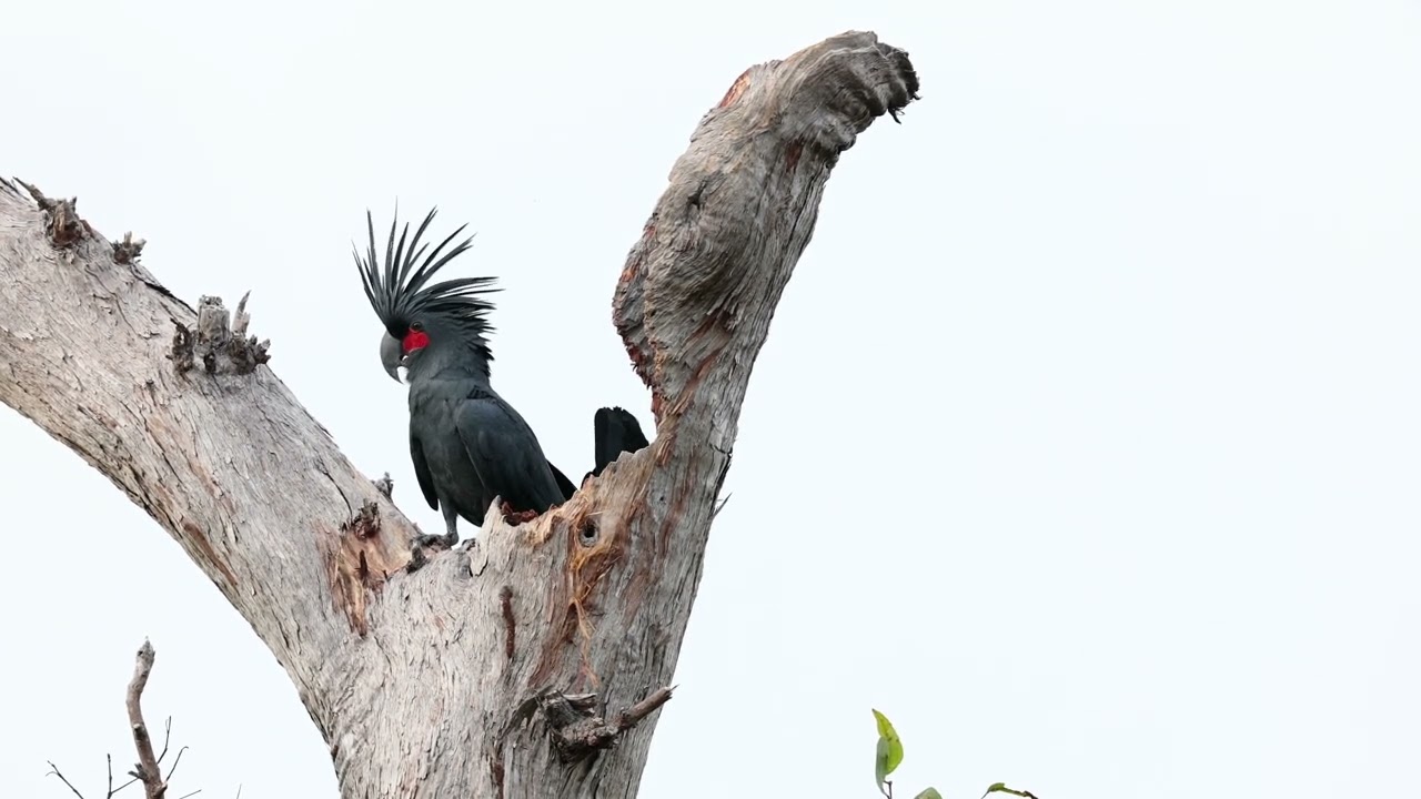 Palm Cockatoo pair at nest (HD)