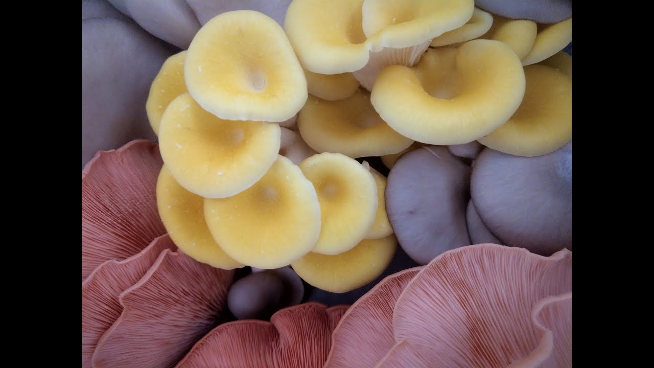 Growing Mushrooms at Marches Mushrooms