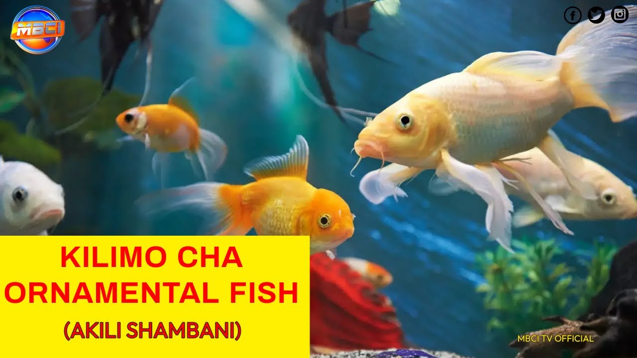 Kilimo cha Ornamental Fish /Samaki wa Mapambo in SAGANA, KENYA (AKILI SHAMBANI)