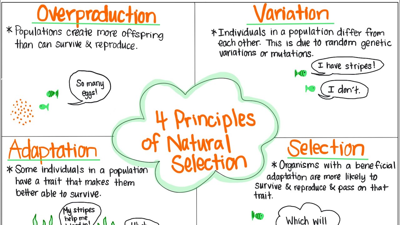 The 4 Principles of Natural Selection