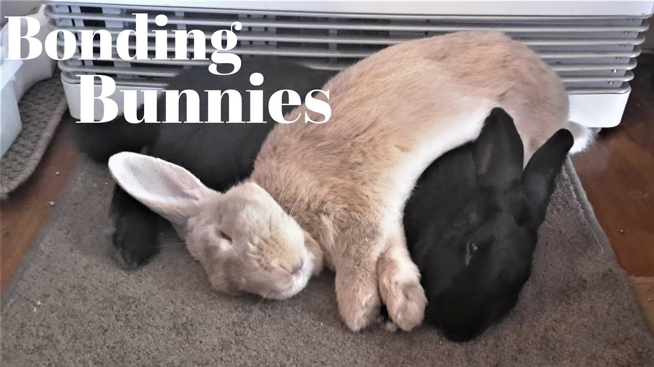 Bonding Rabbits, Tips For First Time Bunny Bonding